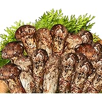 Amazon.co.jp: Monoevo 松茸 1KG マツタケ 詰め合わせ 直輸入まつたけ